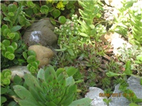 f0801839-ZEC FORD 015.jpg